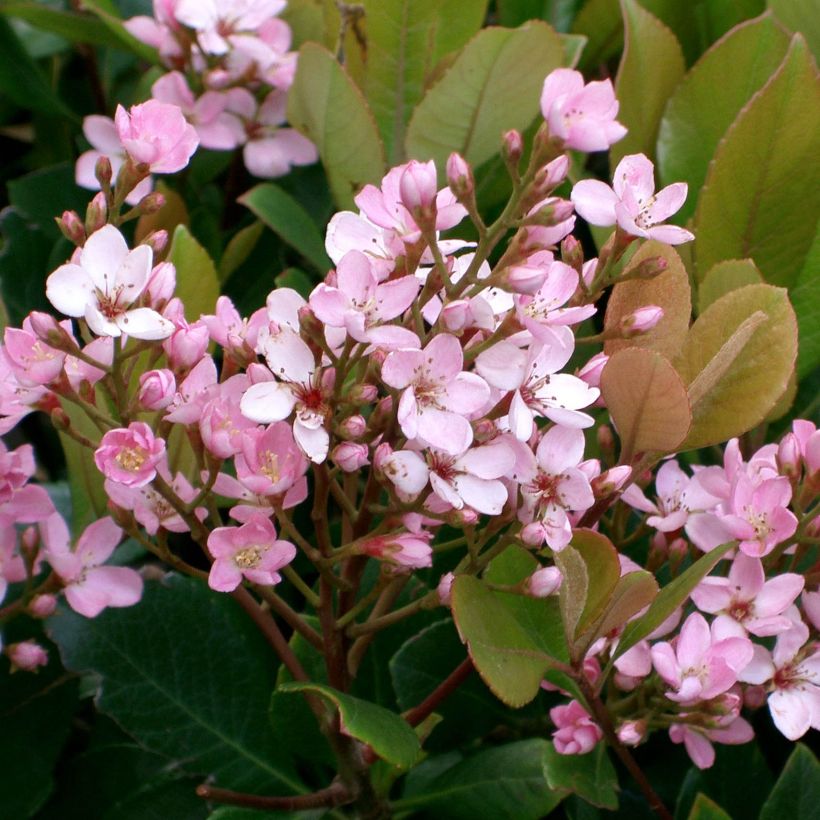 Rhaphiolepis delacourii Coates Crimson (Blüte)