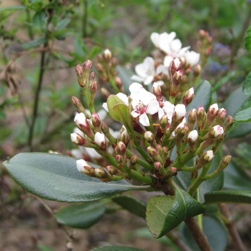 Rhaphiolepis umbellata Ovata (Blüte)