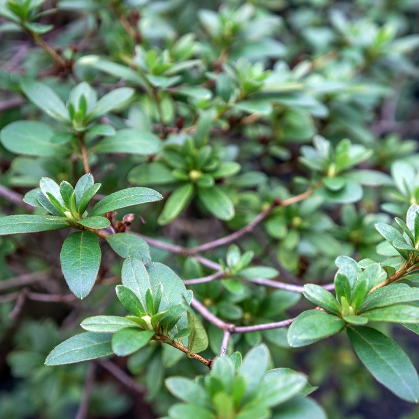 Rhaphiolepis umbellata (Laub)