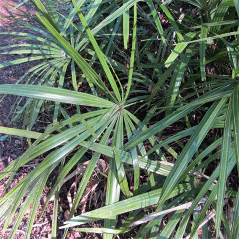 Rhapidophyllum hystrix (Laub)