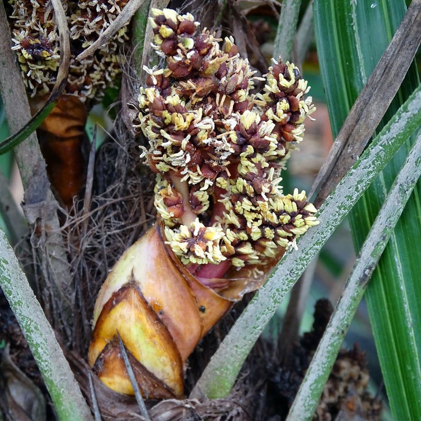 Rhapidophyllum hystrix (Blüte)