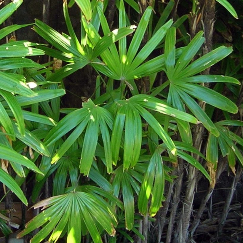 Rhapis excelsa (Laub)