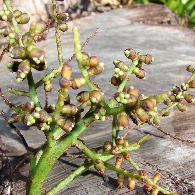 Rhapis excelsa (Ernte)