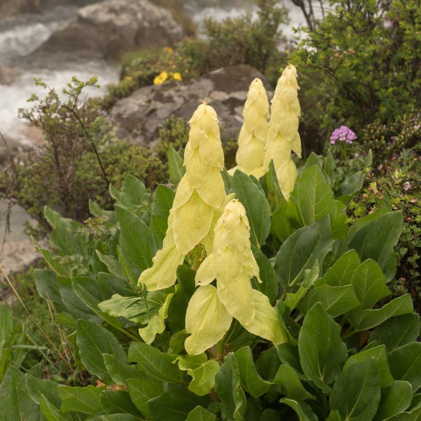 Rheum alexandrae - Alexandra-Rhabarber (Blüte)