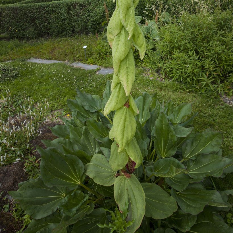 Rheum alexandrae - Alexandra-Rhabarber (Hafen)