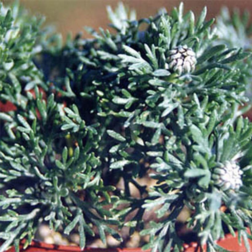 Rhodanthemum hosmariense African Rose - Marokkanische Margerite (Laub)