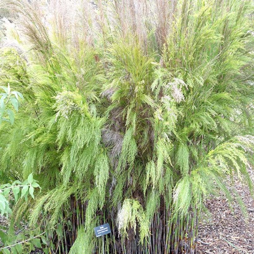 Rhodocoma capensis - Restio (Hafen)