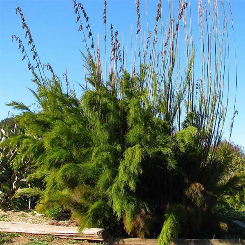 Rhodocoma gigantea - Restio (Hafen)