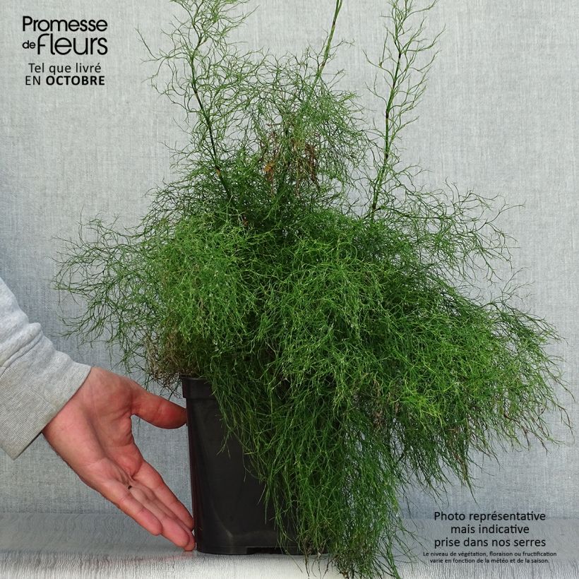 Exemplar von Rhodocoma gigantea - Restio géant Pot de 2L/3L wie im Herbst geliefert