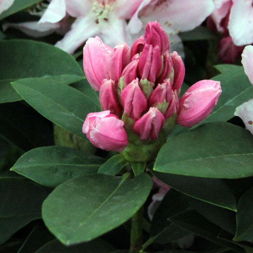 Rhododendron Albert Schweitzer (Laub)