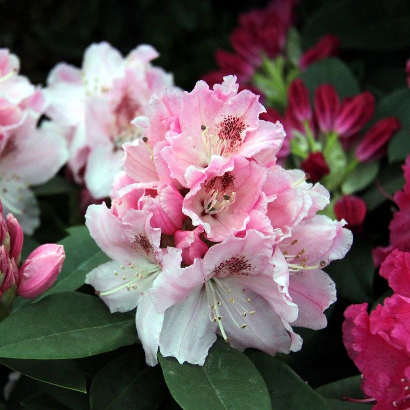 Rhododendron Albert Schweitzer (Blüte)