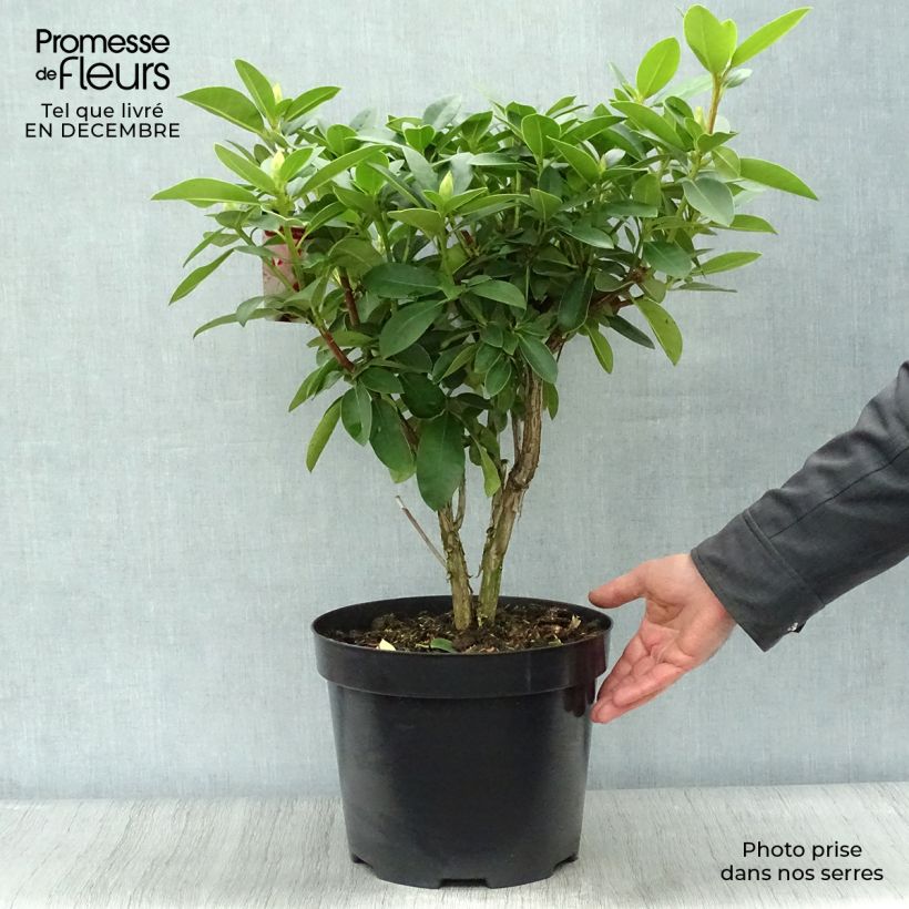 Exemplar von Rhododendron Albert Schweitzer en pot de 7,5L/10L wie im Winter geliefert