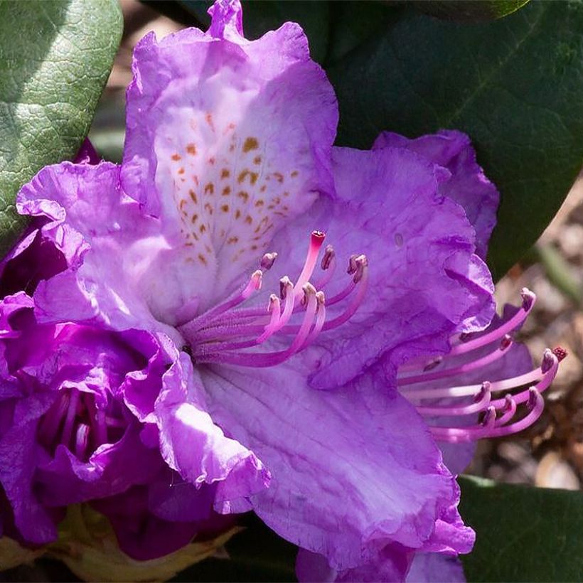 Rhododendron Alfred (Blüte)