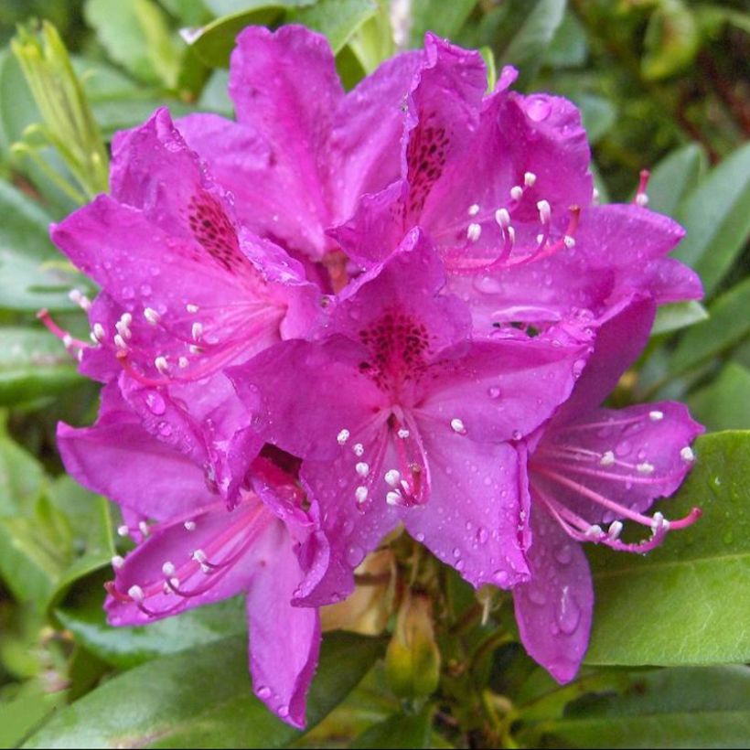 Rhododendron Anah Kruschke (Blüte)