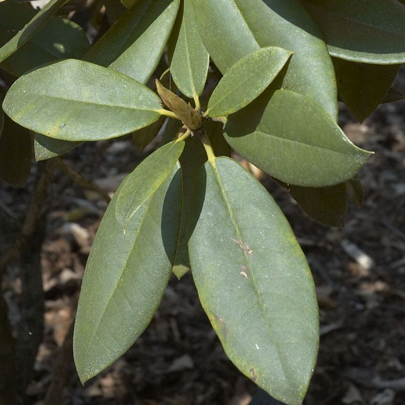 Rhododendron Anna Rose Whitney (Laub)