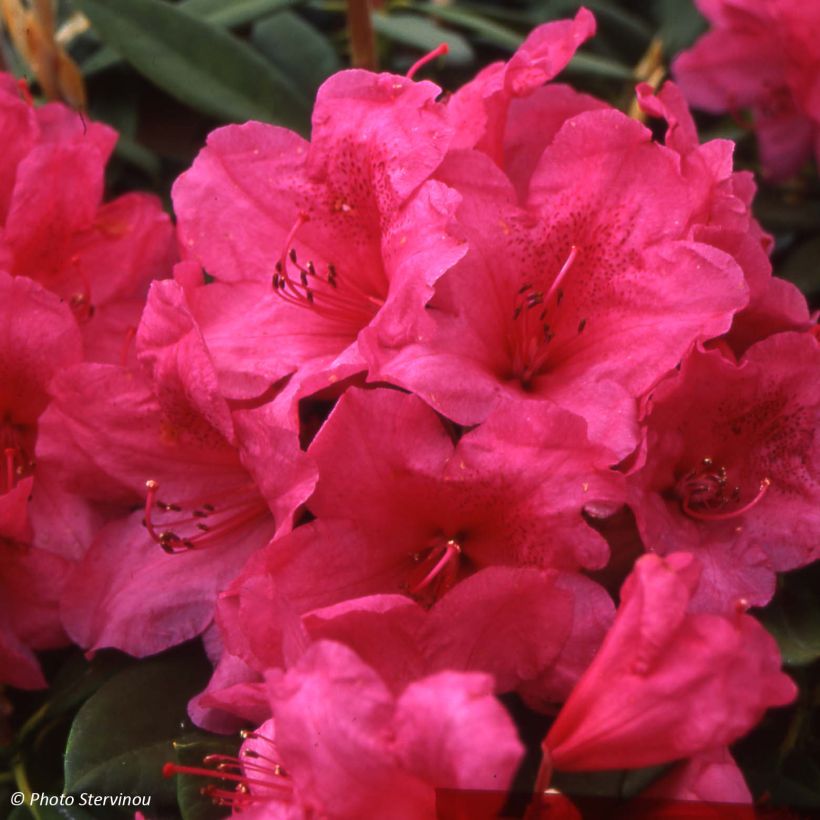 Rhododendron Anna Rose Whitney (Blüte)