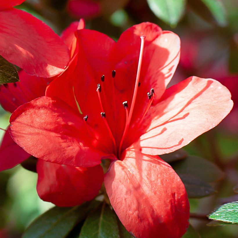 Japanische Azalee Ardeur - Azalea (Blüte)