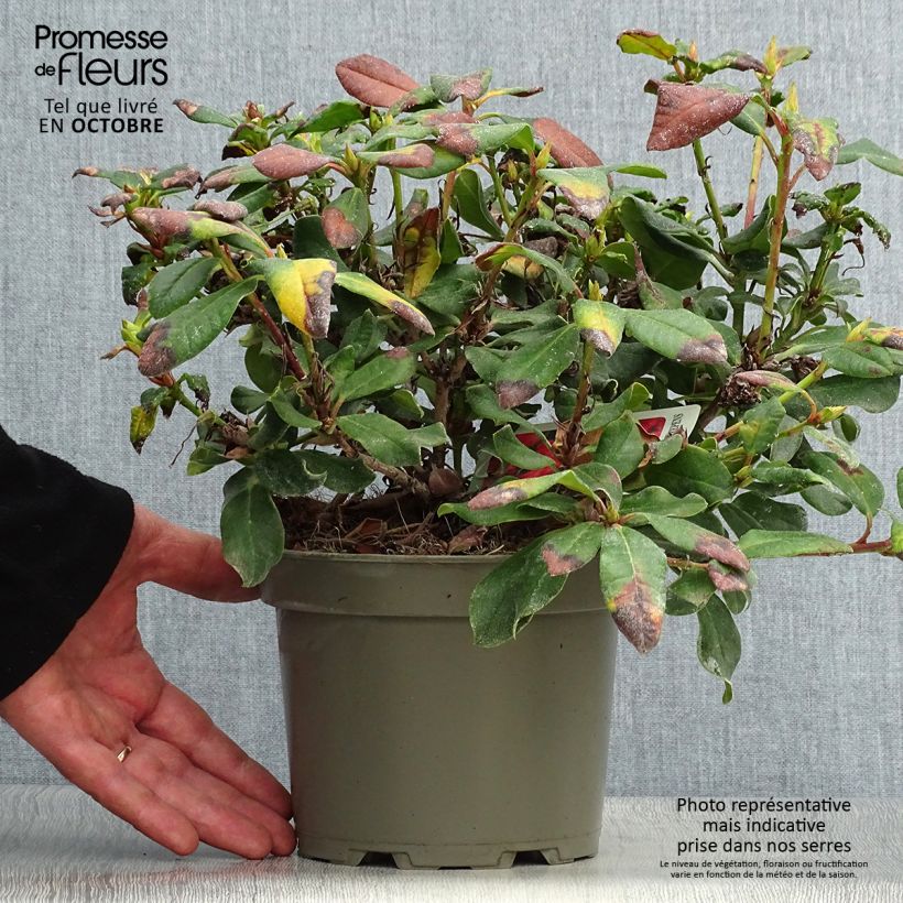 Exemplar von Rhododendron Baden-Baden - Rhododendron nain Pot de 2L/3L wie im Herbst geliefert