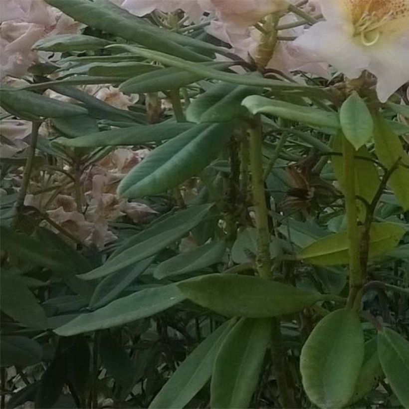 Rhododendron yakushimanum Bernstein (Laub)