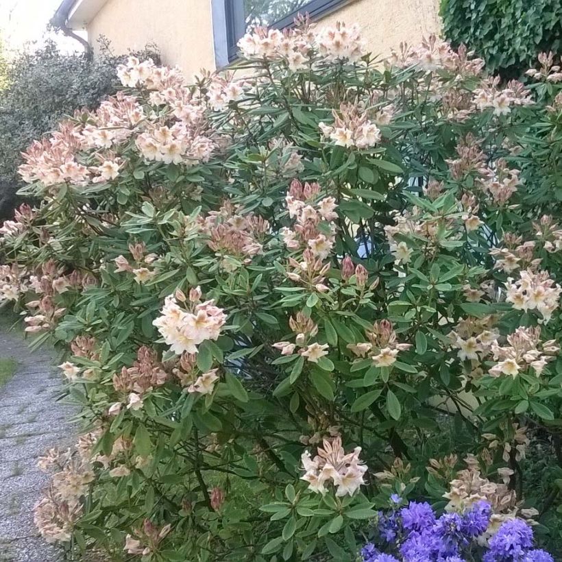 Rhododendron yakushimanum Bernstein (Hafen)