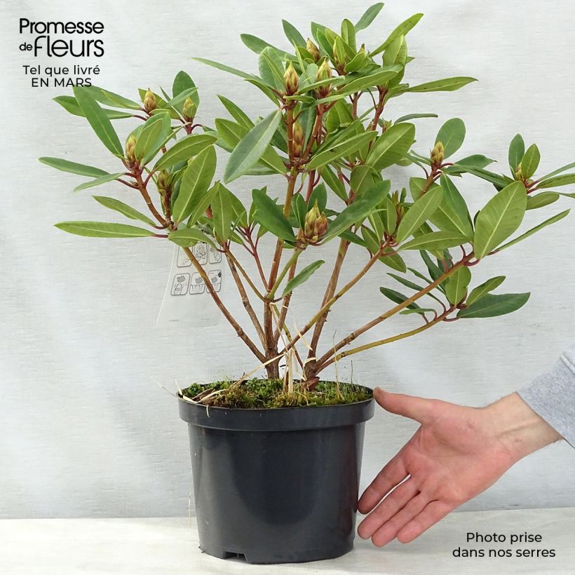 Exemplar von Rhododendron yakushimanum Bernstein Topf mit 4L/5LGelieferte Höhe ca. 30/40cm wie im Frühjahr geliefert