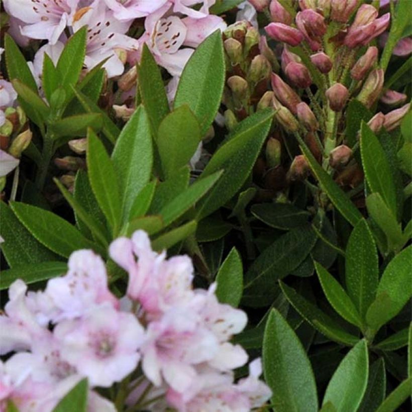 Rhododendron INKARHO Bloombux (Laub)