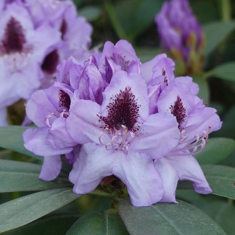 Rhododendron Blue Jay (Blüte)