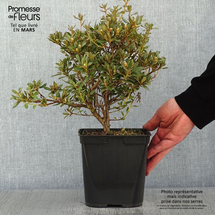 Exemplar von Rhododendron Blue Silver - Rhododendron nain Pot de 3L/4L wie im Winter geliefert