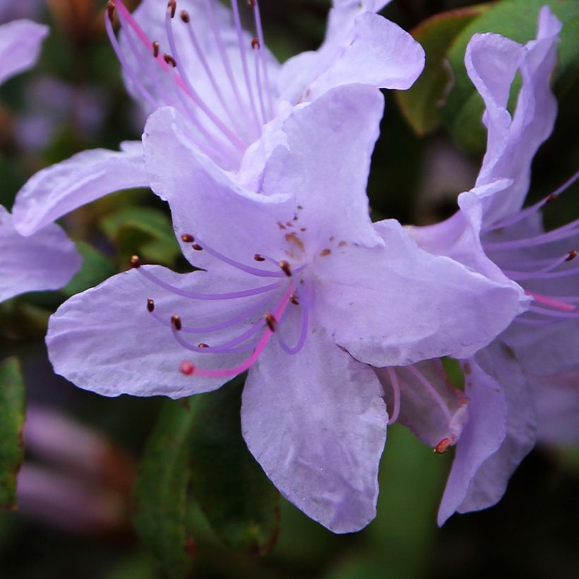 Rhododendron Blue Tit (Blüte)