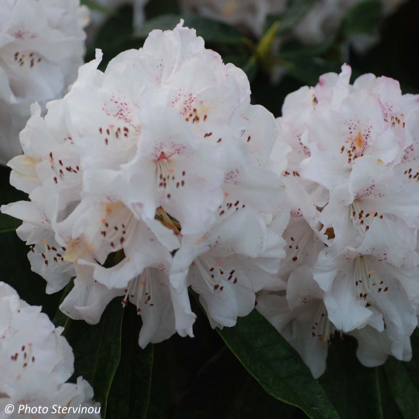 Rhododendron Boddaertianum (Blüte)