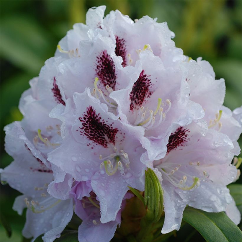 Rhododendron Calsap (Blüte)