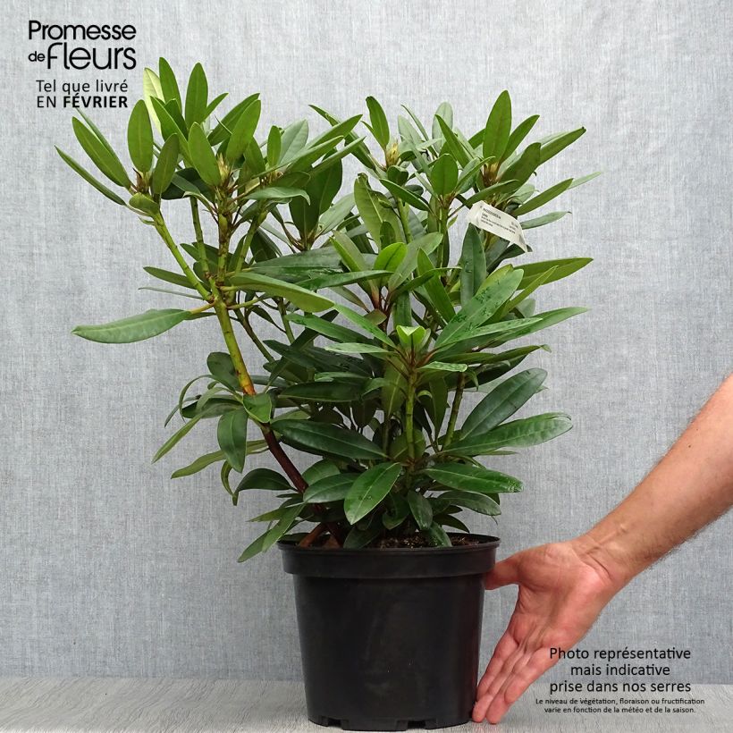 Exemplar von Rhododendron Calsap - Grand Rhododendron Pot de 4L/5L wie im Herbst geliefert