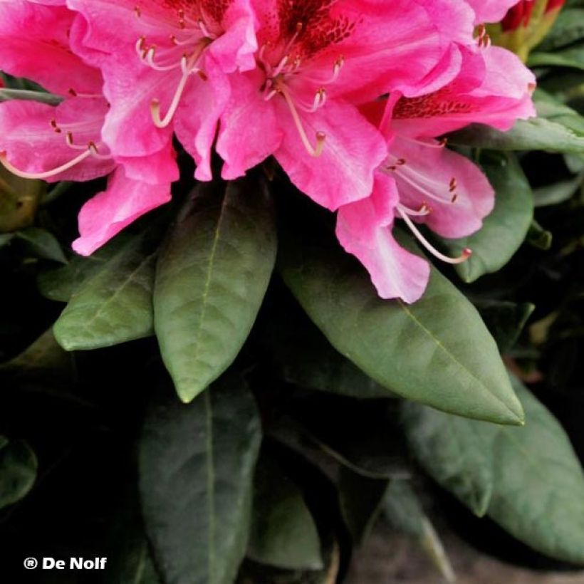 Rhododendron Cosmopolitan (Laub)