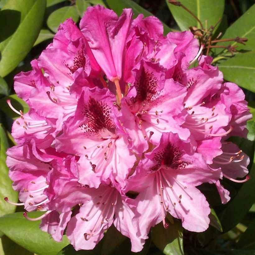 Rhododendron Cosmopolitan (Blüte)