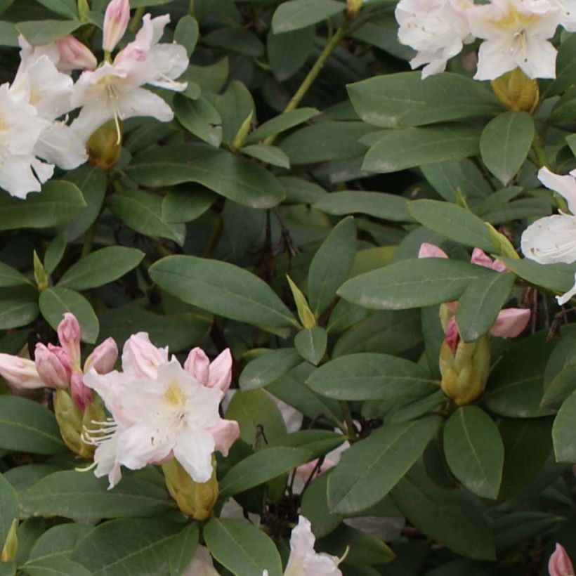 Rhododendron Cunningham's White (Laub)