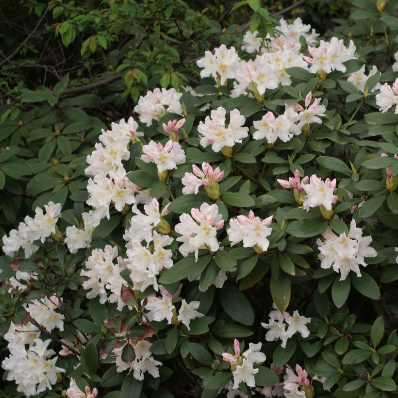 Rhododendron Cunningham's White (Blüte)