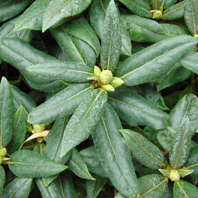 Rhododendron Dora Amateis (Laub)