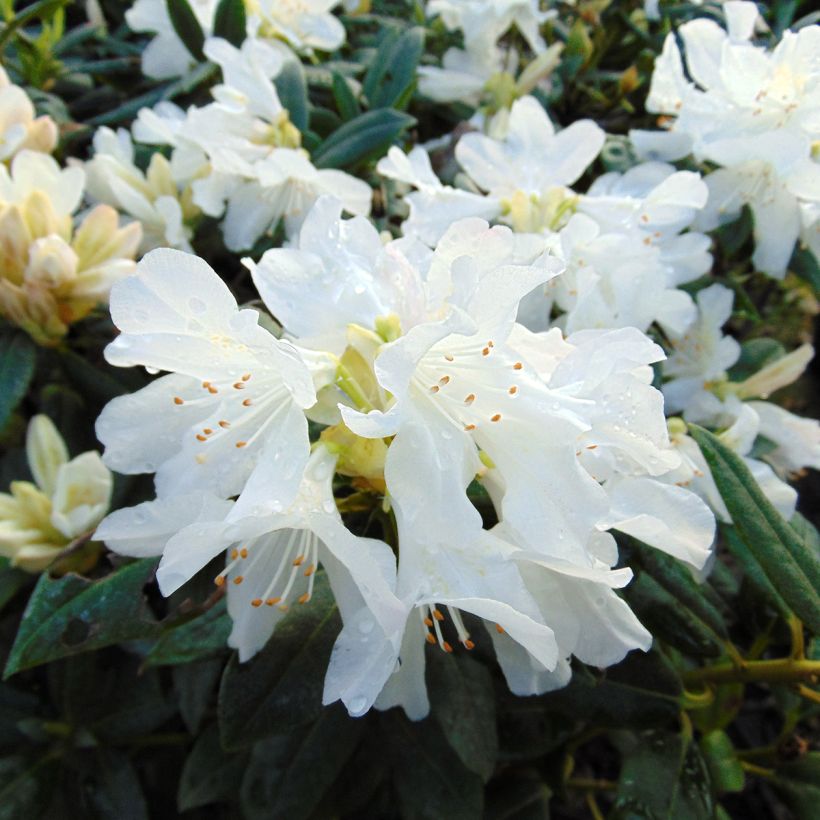 Rhododendron Dora Amateis (Blüte)