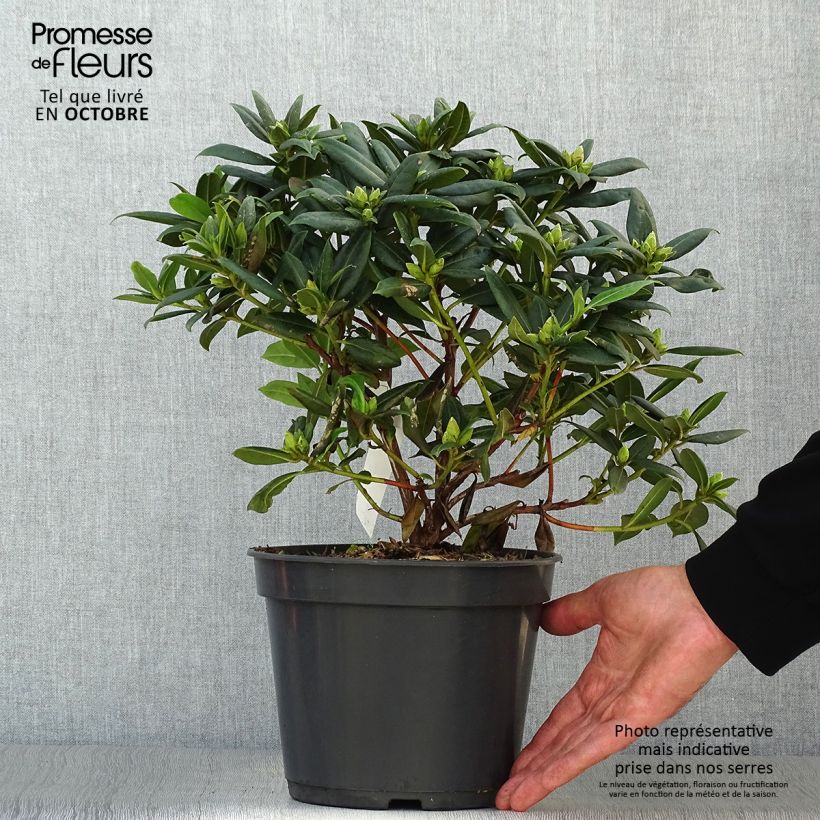 Exemplar von Rhododendron Dora Amateis - Rhododendron nain Pot de 3L/4L wie im Herbst geliefert