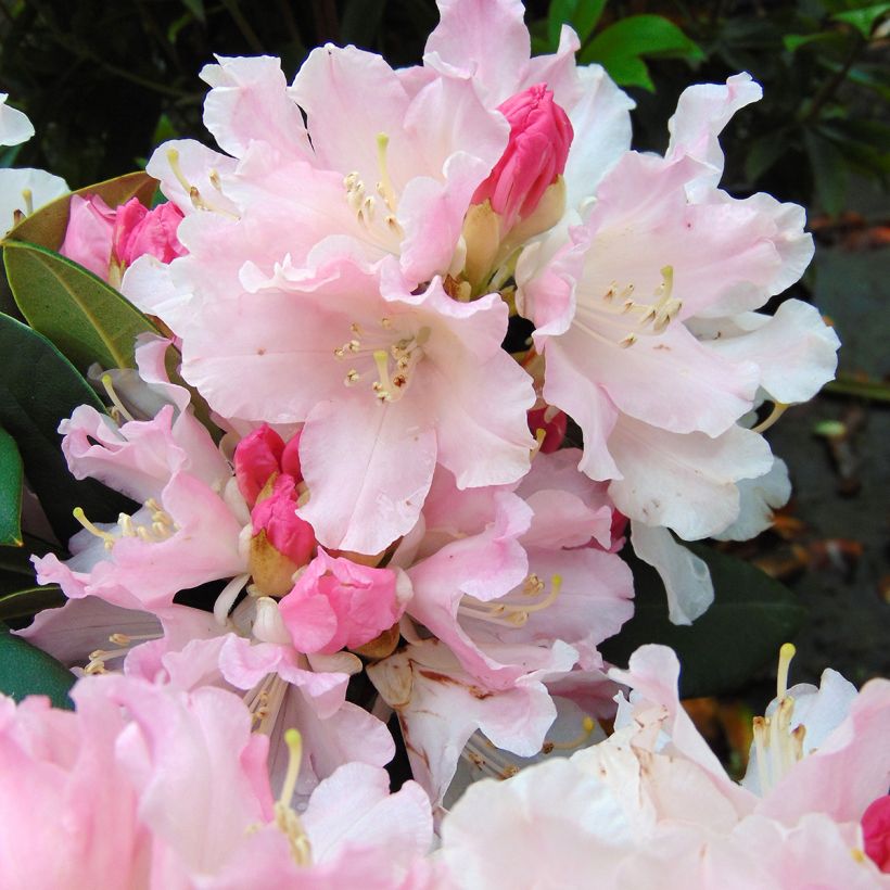 Rhododendron yakushimanum Dream Land (Blüte)