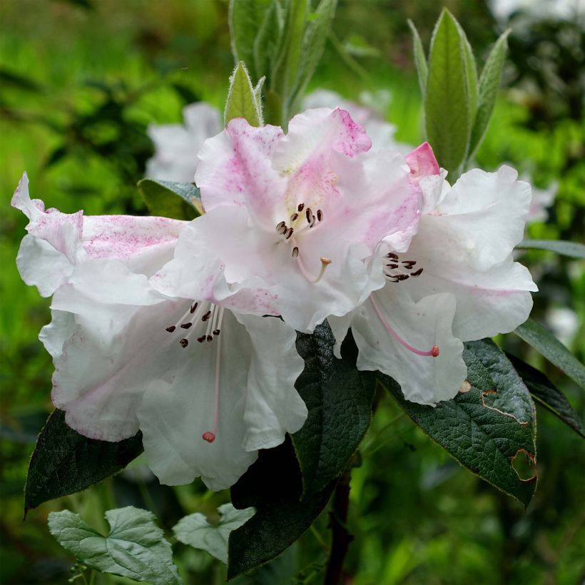 Rhododendron edgeworthii (Blüte)