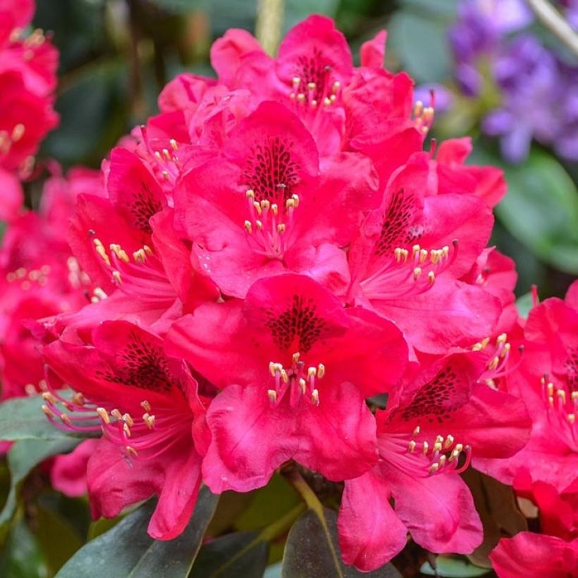 Rhododendron Elisabeth (Blüte)