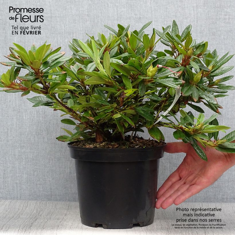 Exemplar von Rhododendron Elisabeth - Rhododendron nain Pot de 5L wie im Herbst geliefert