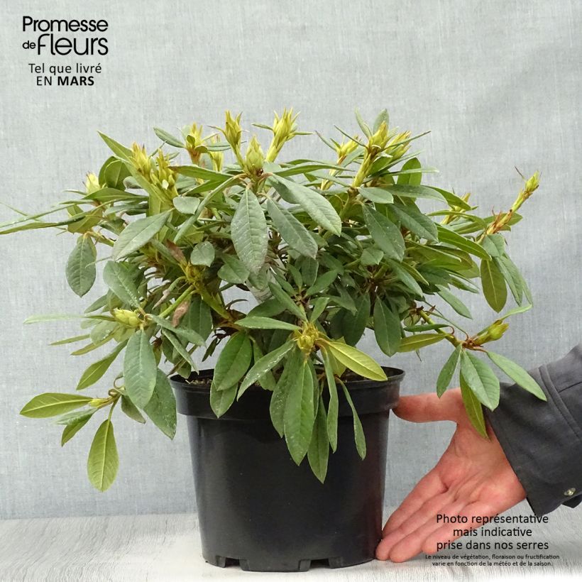 Exemplar von Rhododendron Elisabeth - Rhododendron nain Pot de 5L wie im Frühjahr geliefert