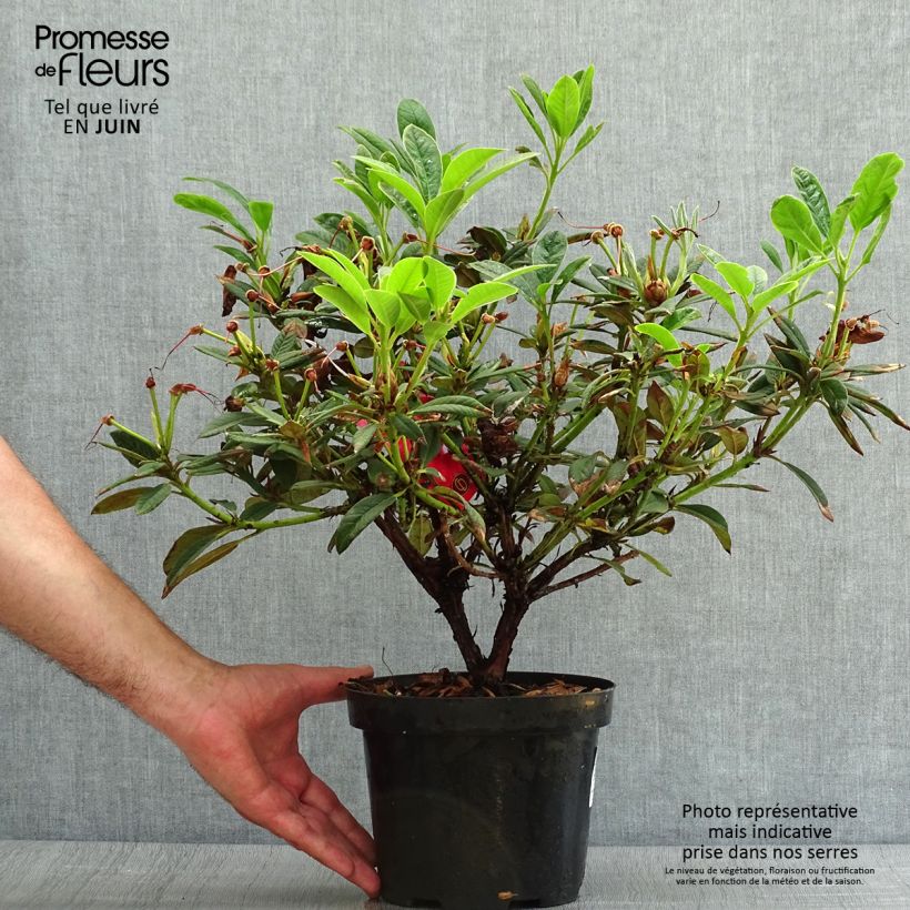 Exemplar von Rhododendron Elizabeth Red Foliage wie im Sommer geliefert