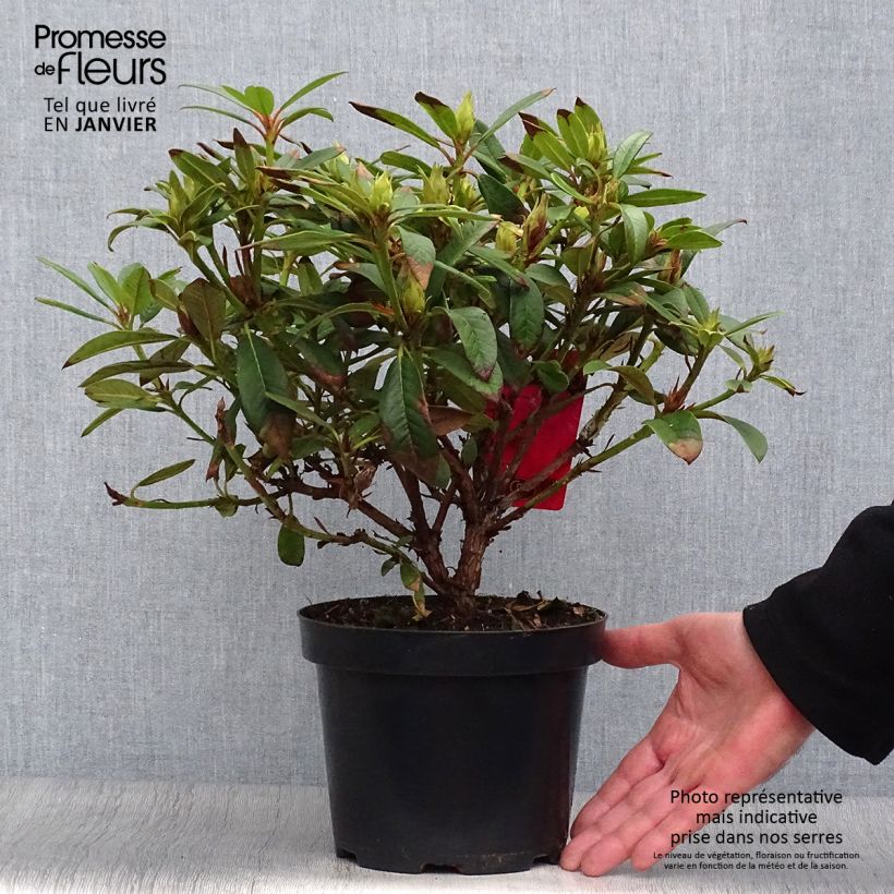 Exemplar von Rhododendron Elizabeth Red Foliage Pot de 2L/3L wie im Winter geliefert