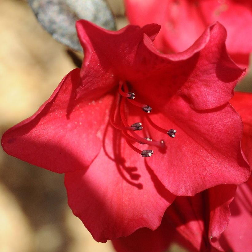 Rhododendron Elizabeth Red Foliage (Blüte)