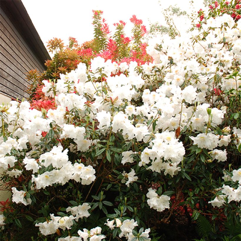 Rhododendron Fragrantissimum (Blüte)