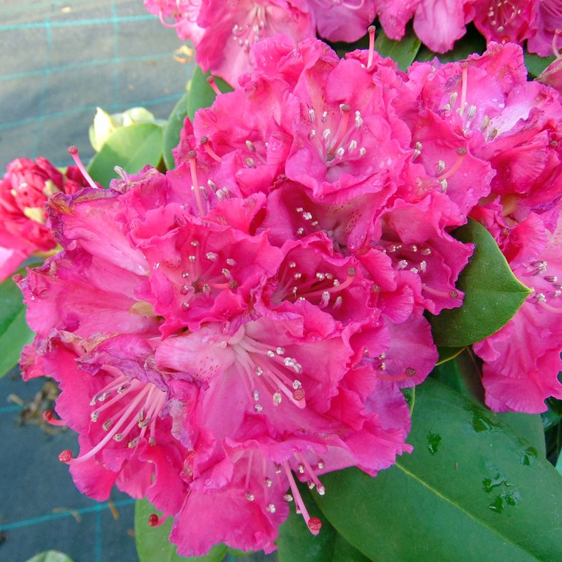 Rhododendron Germania (Blüte)