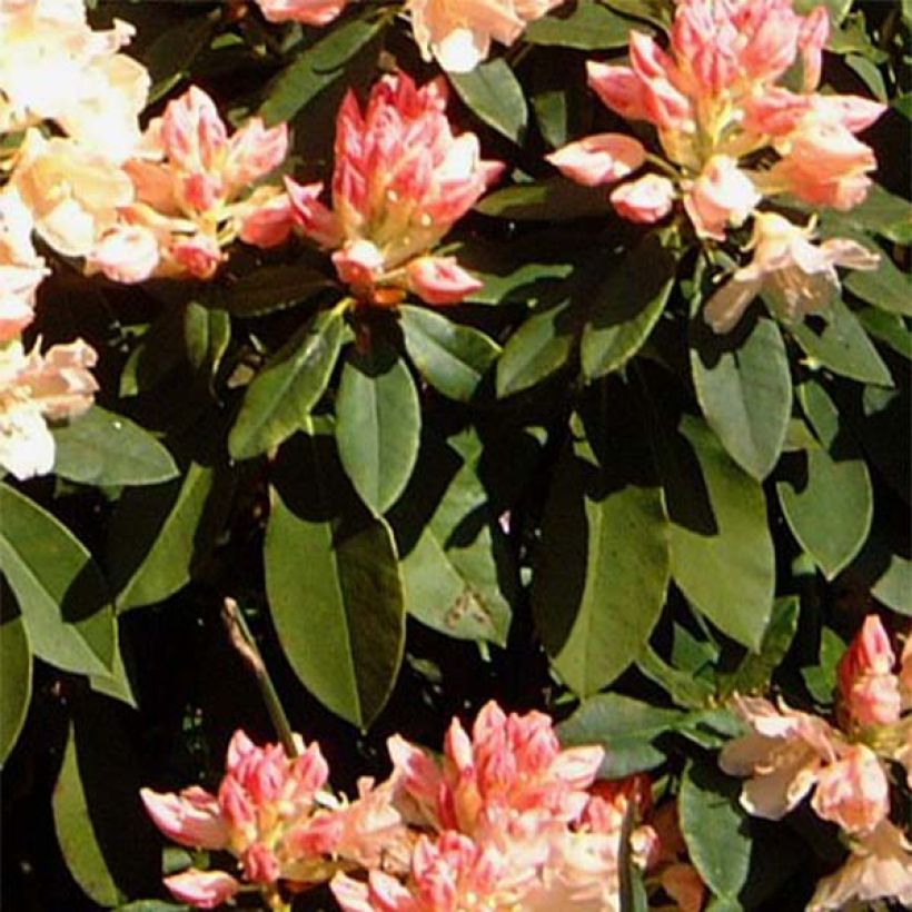 Rhododendron yakushimanum Golden Torch (Laub)